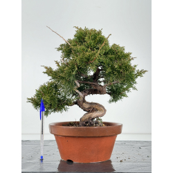 Juniperus chinensis itoigawa I-6830
