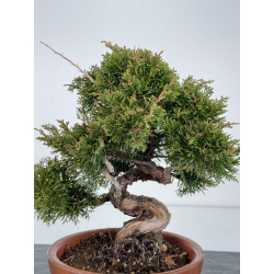 Juniperus chinensis itoigawa I-6830 view 2