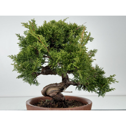 Juniperus chinensis itoigawa I-6830 view 3