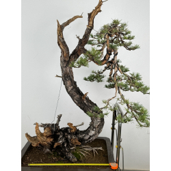 Pinus sylvestris (pino silvestre europeo) I-6832 vista 2