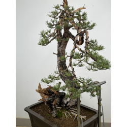 Pinus sylvestris (pino silvestre europeo) I-6832 vista 4
