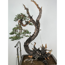 Pinus sylvestris (pino silvestre europeo) I-6832 vista 5