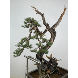 Pinus sylvestris (pino silvestre europeo) I-6832 vista 7