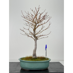 Acer palmatum tsuma beni I-6834