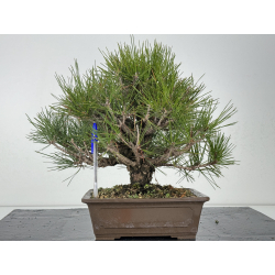 Pinus thunbergii corticosa I-6840