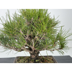 Pinus thunbergii corticosa I-6840 vista 2