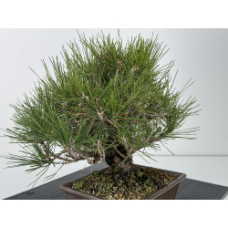 Pinus thunbergii corticosa I-6840 vista 3