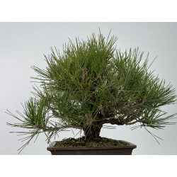 Pinus thunbergii corticosa I-6840 vista 4