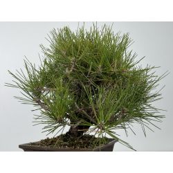 Pinus thunbergii corticosa I-6840 vista 5