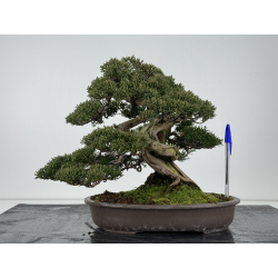 Juniperus chinensis itoigawa I-6843