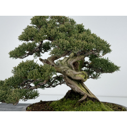 Juniperus chinensis itoigawa I-6843 view 2