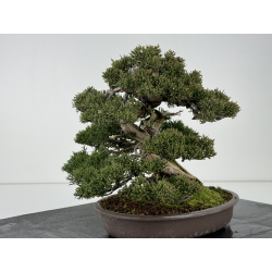 Juniperus chinensis itoigawa I-6843 view 3