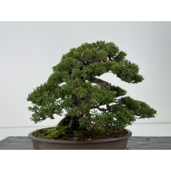 Juniperus chinensis itoigawa I-6843 view 5
