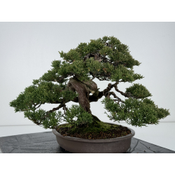 Juniperus chinensis itoigawa I-6843 view 4