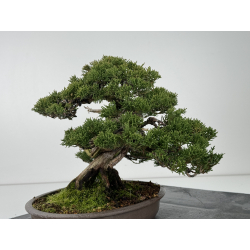 Juniperus chinensis itoigawa I-6843 view 6
