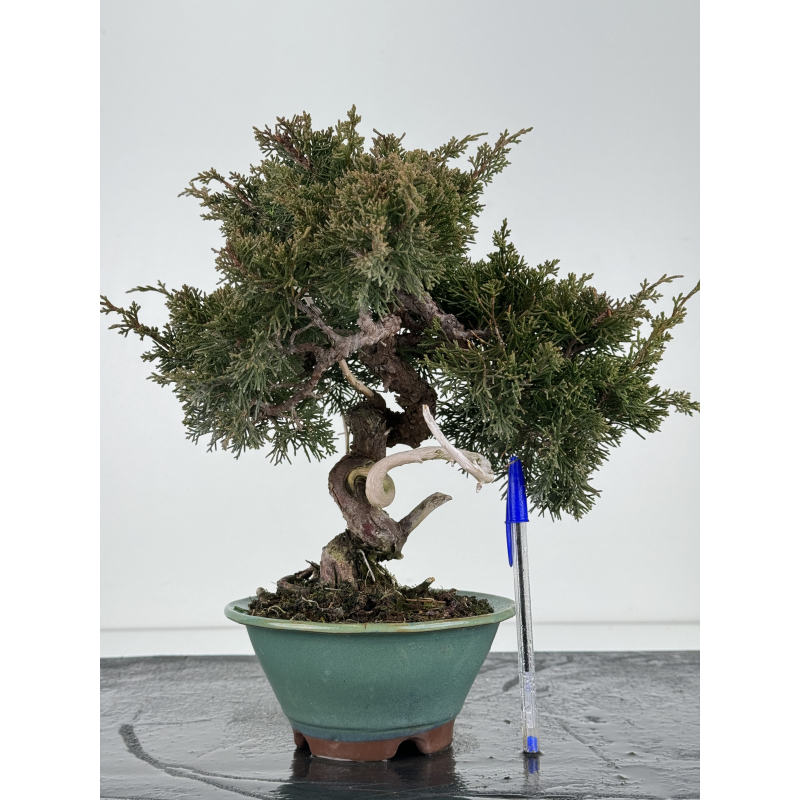 Juniperus chinensis itoigawa I-6845
