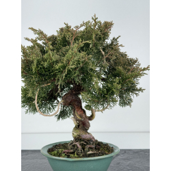 Juniperus chinensis itoigawa I-6845 view 3