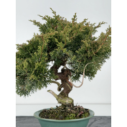 Juniperus chinensis itoigawa I-6845 vista 4
