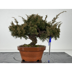 Juniperus chinensis itoigawa I-6848