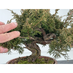 Juniperus chinensis itoigawa I-6848 vista 2