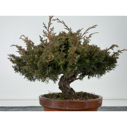 Juniperus chinensis itoigawa I-6848 view 3