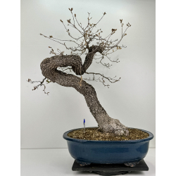 Quercus faginea -quejigo- I-6841