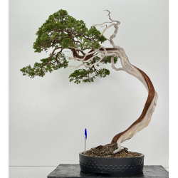 Juniperus sabina -sabina rastrera-  A01638