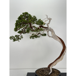 Juniperus sabina -sabina rastrera-  A01638 vista 2