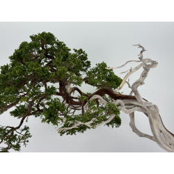 Juniperus sabina -sabina rastrera-  A01638 vista 3