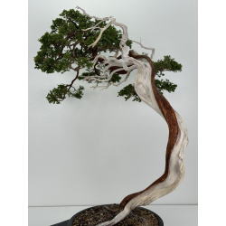 Juniperus sabina -sabina rastrera-  A01638 vista 4