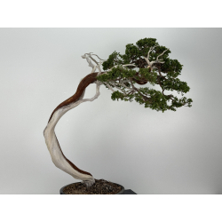 Juniperus sabina -sabina rastrera-  A01638 vista 5
