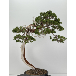 Juniperus sabina -sabina rastrera-  A01638 vista 6