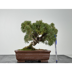Juniperus chinensis kishu I-6865