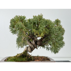 Juniperus chinensis kishu I-6865 vista 2