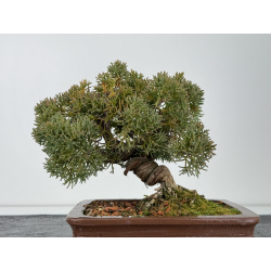 Juniperus chinensis kishu I-6865 view 3