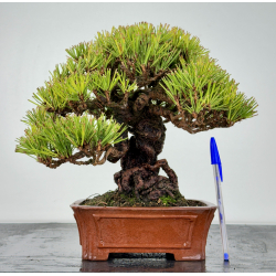 Pinus thunbergii -pino negro japonés- I-6872