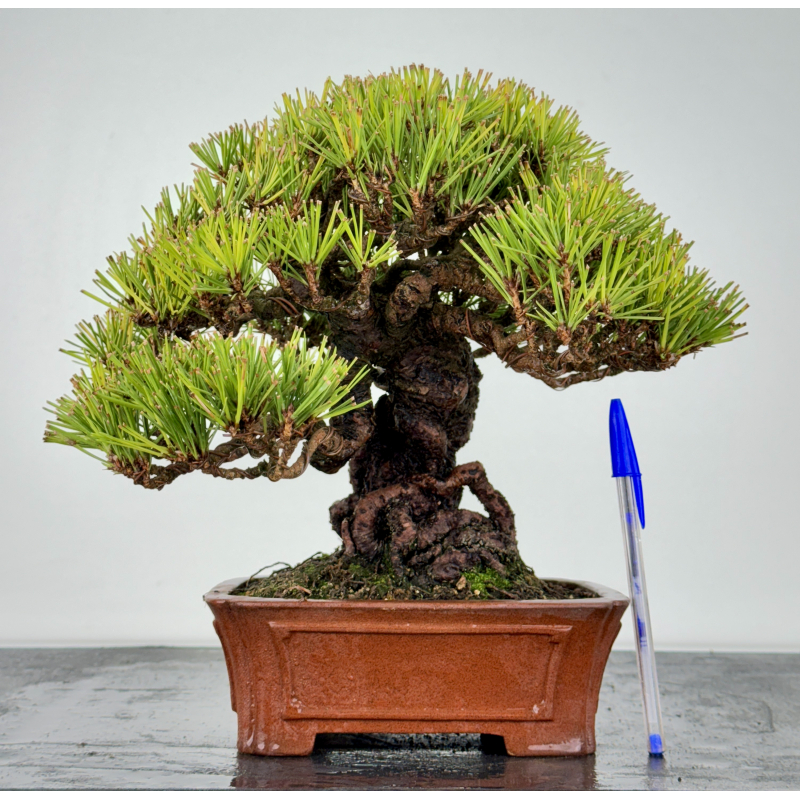 Pinus thunbergii -pino negro japonés- I-6872
