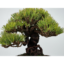 Pinus thunbergii -pino negro japonés- I-6872 vista 2