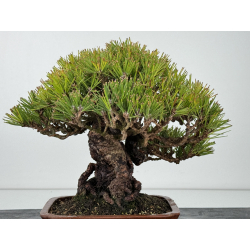 Pinus thunbergii -pino negro japonés- I-6872 vista 4