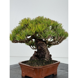 Pinus thunbergii -pino negro japonés- I-6872 vista 5
