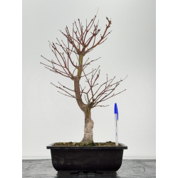 Acer palmatum beni kagami I-6875