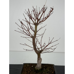 Acer palmatum beni kagami I-6875 vista 2