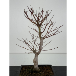 Acer palmatum beni kagami I-6875 vista 3