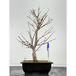 Acer palmatum beni kagami I-6889