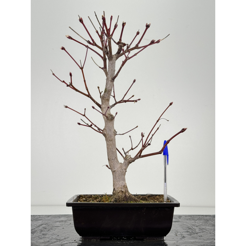 Acer palmatum itaya meigetsu I-6897