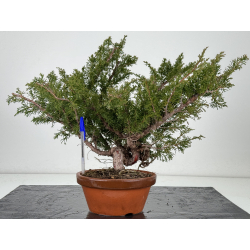 Juniperus chinensis itoigawa I-6898