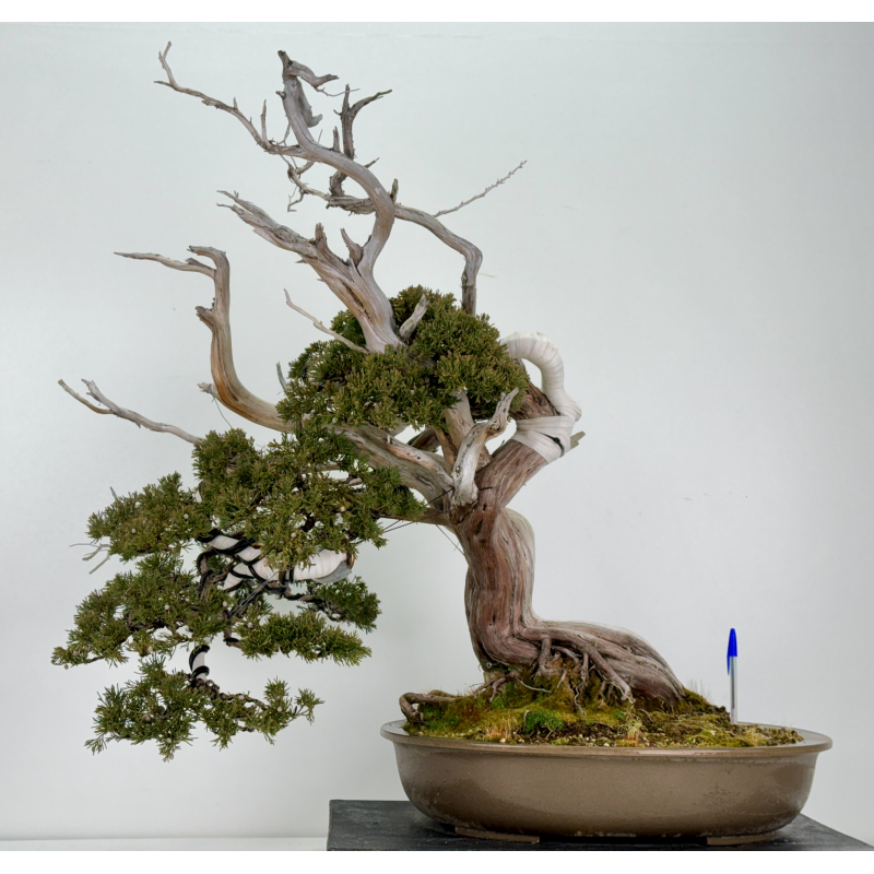 Juniperus sabina A00839