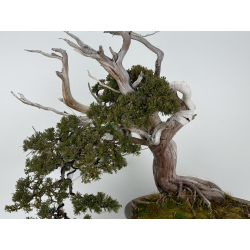 Juniperus sabina -sabina rastrera- A00839 vista 2