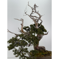 Juniperus sabina A00839 view 3