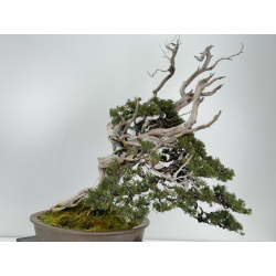 Juniperus sabina -sabina rastrera- A00839 vista 4